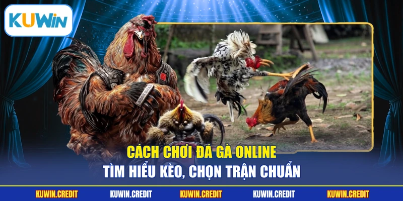 Cách Chơi Đá Gà Online - Tìm Hiểu Kèo, Chọn Trận Chuẩn